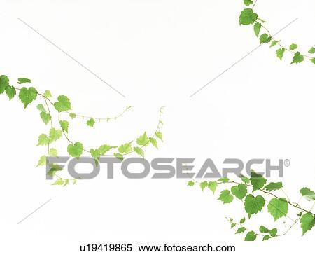 View of leaves with white background (digital composite) View Large Photo Image Stock Photography - View of leaves with white background (digital composite). Fotosearch