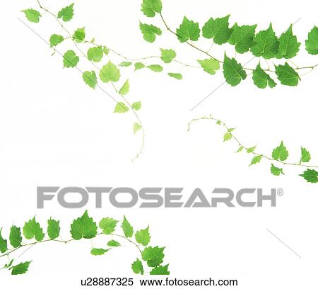 View of leaves with white background (digital composite) View Large Photo Image Stock Photography - View of leaves with white background (digital composite). Fotosearch