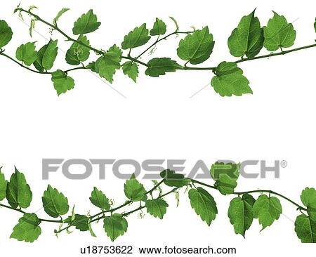 View of stems with green leaves View Large Photo Image Stock Image - View of stems with green leaves. Fotosearch