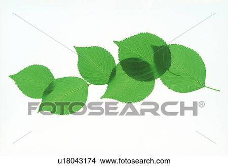 Picture - View of tapering leaves over white background. Fotosearch