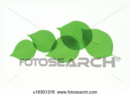 Stock Photo - View of tapering leaves over white background. Fotosearch
