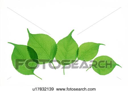 Stock Photo - View of tapering leaves over white background. Fotosearch
