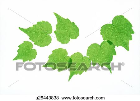 Stock Photo - View of tapering leaves over white background. Fotosearch