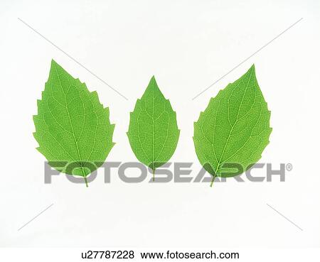 Stock Photo - View of tapering leaves over white background. Fotosearch