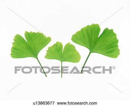 Stock Photo - View of three leaves over white background. Fotosearch