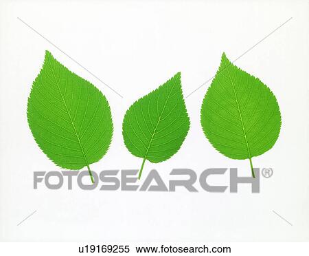 Stock Photography - View of three tapering leaves over white background. Fotosearch