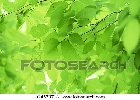 Close-up of dense green leaves View Large Photo Image Stock Image - Close-up of dense green leaves. Fotosearch