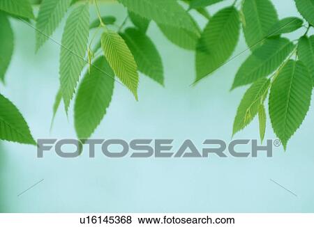 Close-up of green leaves against blue background View Large Photo Image Stock Photo - Close-up of green leaves against blue background. Fotosearch