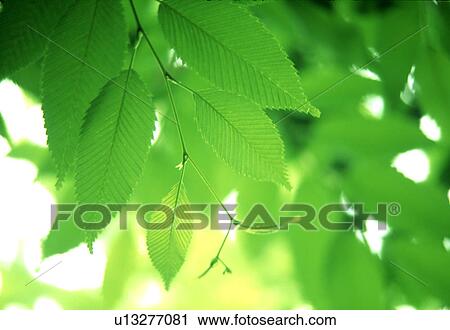 Close-up of green leaves View Large Photo Image Stock Image - Close-up of green leaves. Fotosearch