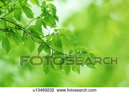 Close-up of green leaves View Large Photo Image Stock Image - Close-up of green leaves. Fotosearch