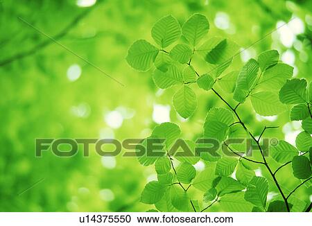 Stock Image - Close-up of green leaves. Fotosearch