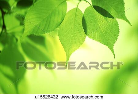 Close-up of green leaves View Large Photo Image Stock Image - Close-up of green leaves. Fotosearch