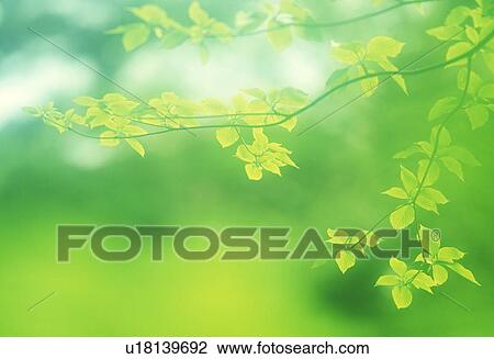 Close-up of green leaves View Large Photo Image Stock Image - Close-up of green leaves. Fotosearch