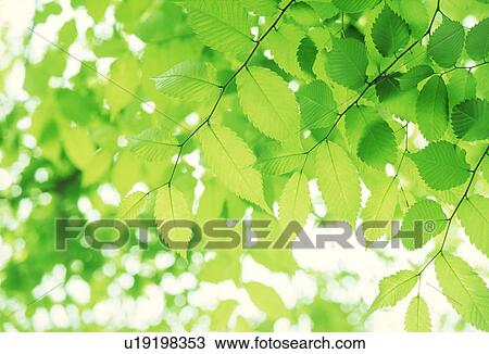 Stock Image - Close-up of green leaves. Fotosearch