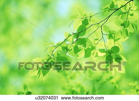 Stock Image - Close-up of green leaves. Fotosearch