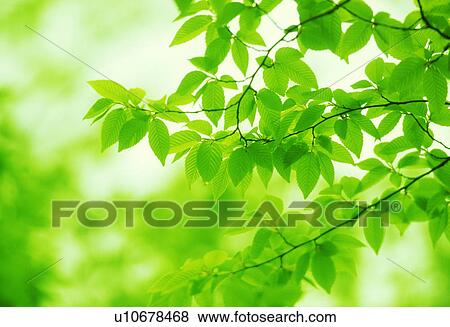 Close-up of green leaves View Large Photo Image Stock Photo - Close-up of green leaves. Fotosearch