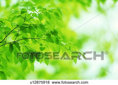 Close-up of green leaves View Large Photo Image Stock Photo - Close-up of green leaves. Fotosearch