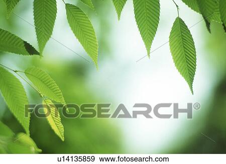 Stock Photo - Close-up of green leaves. Fotosearch