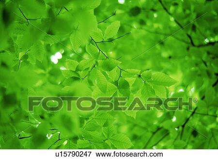 Close-up of green leaves View Large Photo Image Stock Photo - Close-up of green leaves. Fotosearch