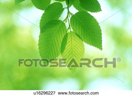 Close-up of green leaves View Large Photo Image Stock Photo - Close-up of green leaves. Fotosearch
