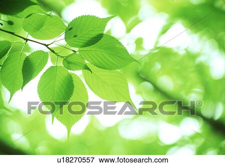Close-up of green leaves View Large Photo Image Stock Photo - Close-up of green leaves. Fotosearch