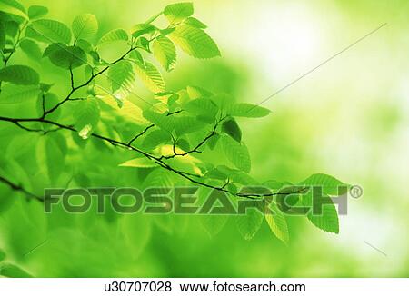 Close-up of green leaves View Large Photo Image Stock Photo - Close-up of green leaves. Fotosearch