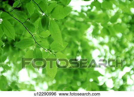 Stock Photograph - Close-up of green leaves. Fotosearch