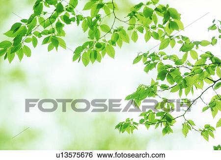 Stock Photograph - Close-up of green leaves. Fotosearch