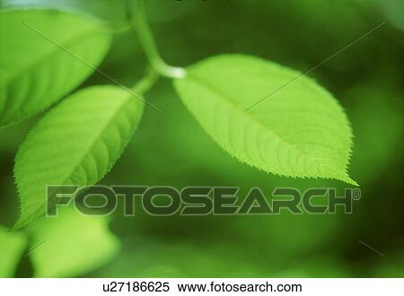 Close-up of green leaves View Large Photo Image Stock Photography - Close-up of green leaves. Fotosearch