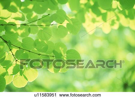 Stock Image - Close-up of leaves. Fotosearch