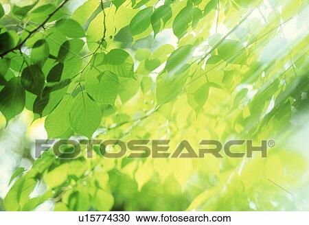 Stock Image - Close-up of leaves. Fotosearch