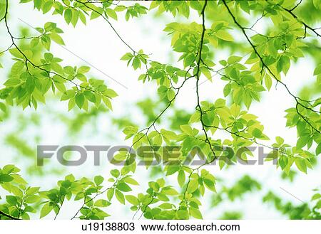 Close-up of leaves View Large Photo Image Stock Image - Close-up of leaves. Fotosearch
