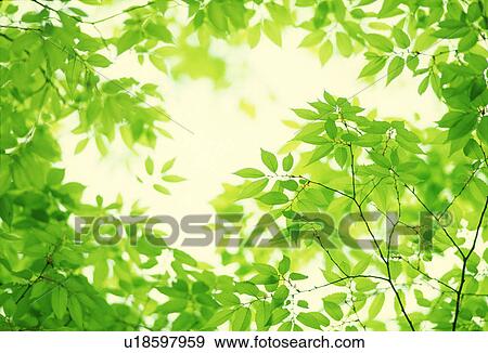 Close-up of leaves View Large Photo Image Stock Photo - Close-up of leaves. Fotosearch