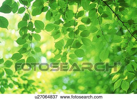 Stock Photo - Close-up of leaves. Fotosearch