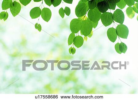 Close-up of leaves View Large Photo Image Stock Photograph - Close-up of leaves. Fotosearch