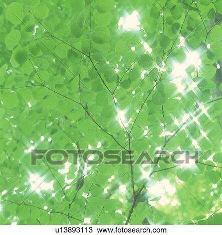 Low angle view of lush green trees View Large Photo Image Stock Image - Low angle view of lush green trees. Fotosearch