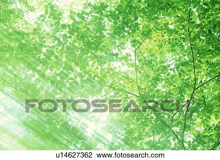 Low angle view of lush green trees View Large Photo Image Stock Image - Low angle view of lush green trees. Fotosearch