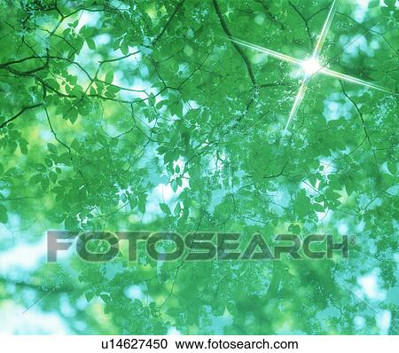 Stock Image - Low angle view of lush green trees. Fotosearch