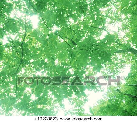 Low angle view of lush green trees View Large Photo Image Stock Image - Low angle view of lush green trees. Fotosearch