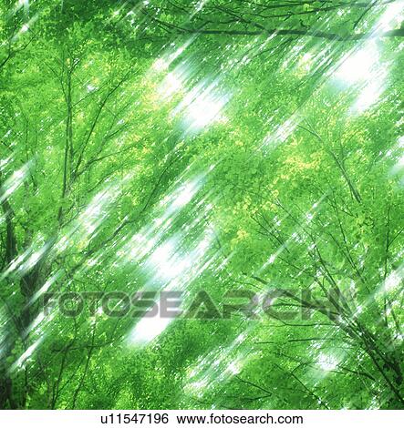 Low angle view of lush green trees View Large Photo Image Stock Photograph - Low angle view of lush green trees. Fotosearch