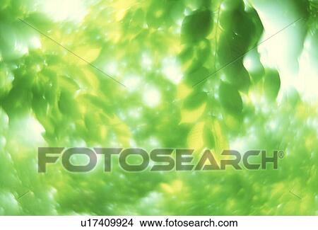 View of blurred leaves View Large Photo Image Picture - View of blurred leaves. Fotosearch