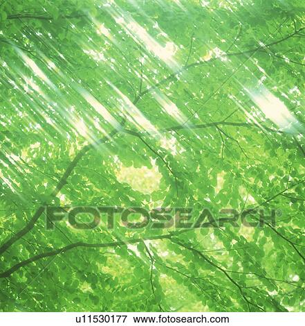 View of branches with leaves View Large Photo Image Stock Photo - View of branches with leaves. Fotosearch