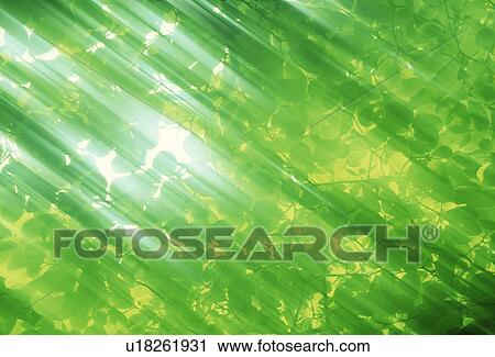 Stock Image - View of green leaves in sunlight. Fotosearch