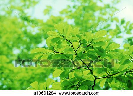 View of green leaves View Large Photo Image Picture - View of green leaves. Fotosearch