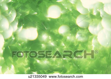 View of green leaves View Large Photo Image Stock Photo - View of green leaves. Fotosearch