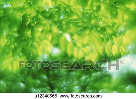 View of lush green leaves View Large Photo Image Stock Photography - View of lush green leaves. Fotosearch