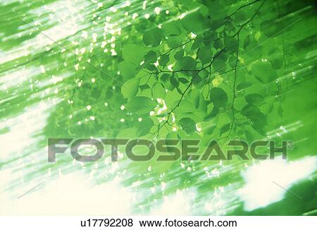View of sunrays radiating through leaves View Large Photo Image Stock Photo - View of sunrays radiating through leaves. Fotosearch