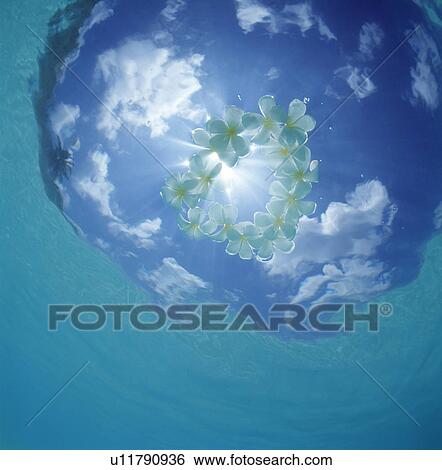 Underwater view of sky View Large Photo Image Stock Photograph - Underwater view of sky. Fotosearch