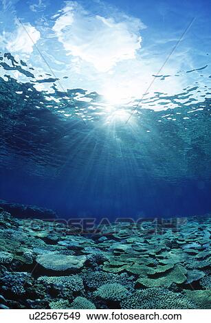 Underwater view of sunlight View Large Photo Image Stock Photo - Underwater view of sunlight. Fotosearch