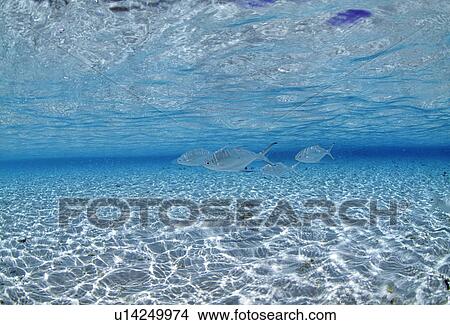 Picture - View of fish under water. Fotosearch